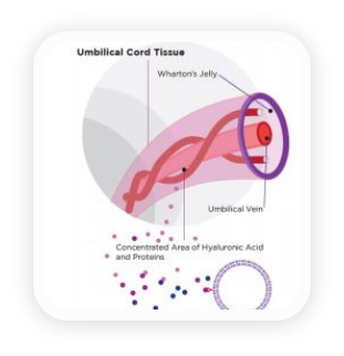 06_stem cell